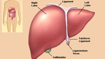 liver_illustration