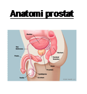 Prostat 1