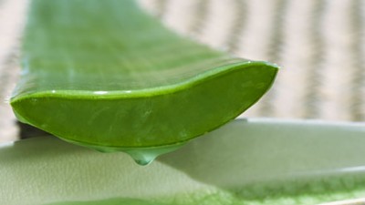 agefoto_rf_photo_of_aloe_vera_plant_dripping_gel