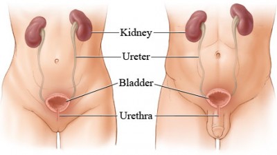 Urinary Tract