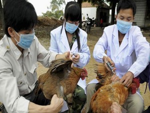 Flu Burung H7N9