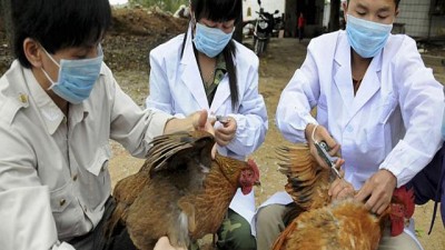 Flu Burung H7N9