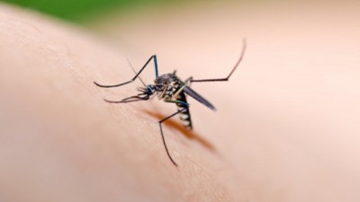 Sekilas Mengenai Malaria