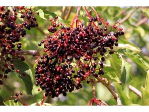 Elderberry Melawan Gejala Flu