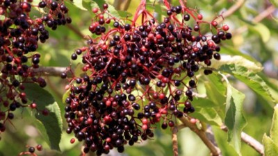 Elderberry Melawan Gejala Flu